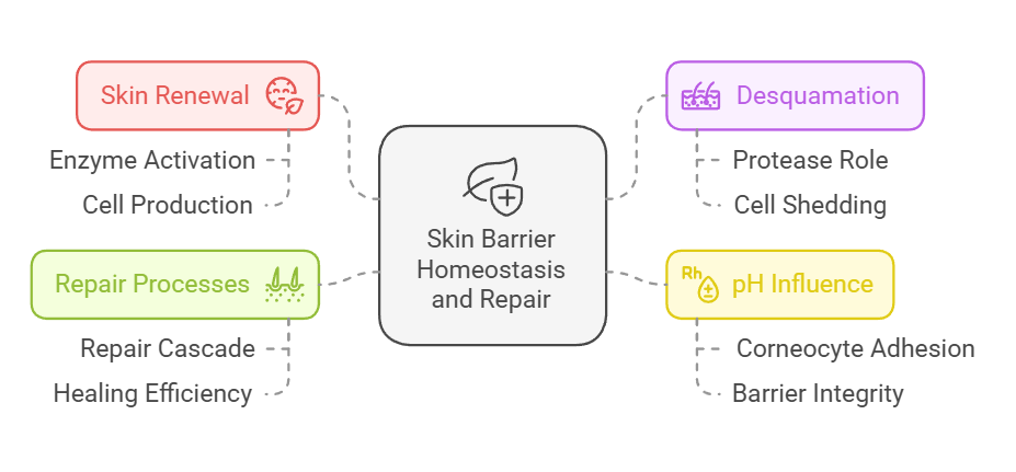 Skin Barrier Homeostasis and Repair: The Balancing Act