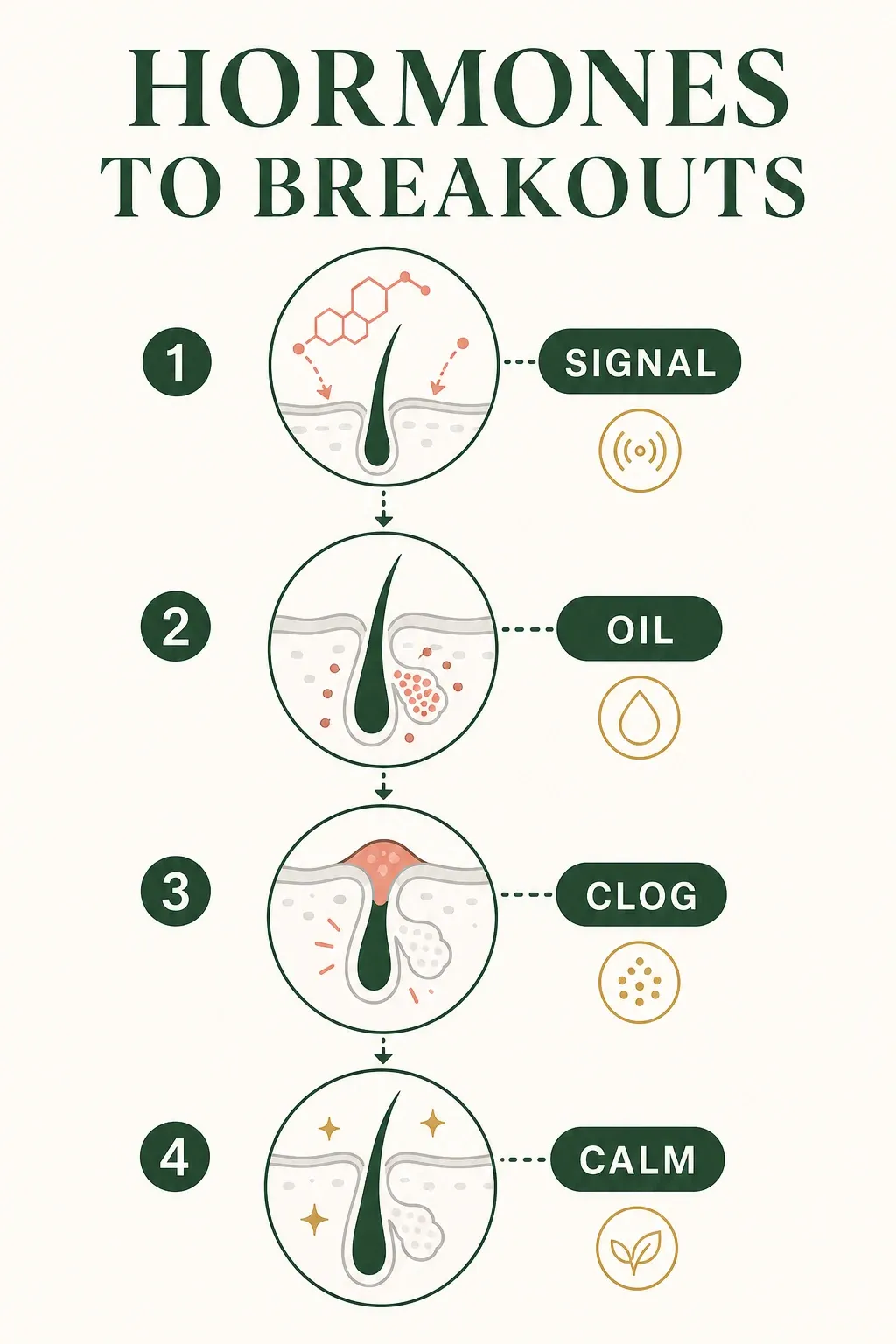 Hormone signal to oil, clogged pore and calming treatment pathway